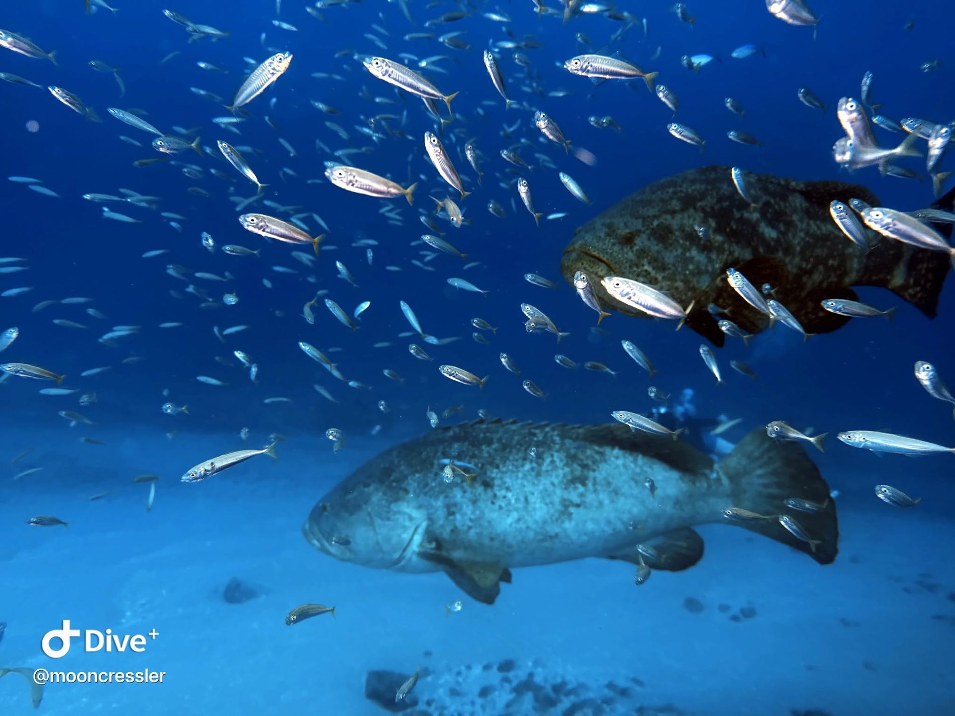 Best Dive Sites In West Palm Beach